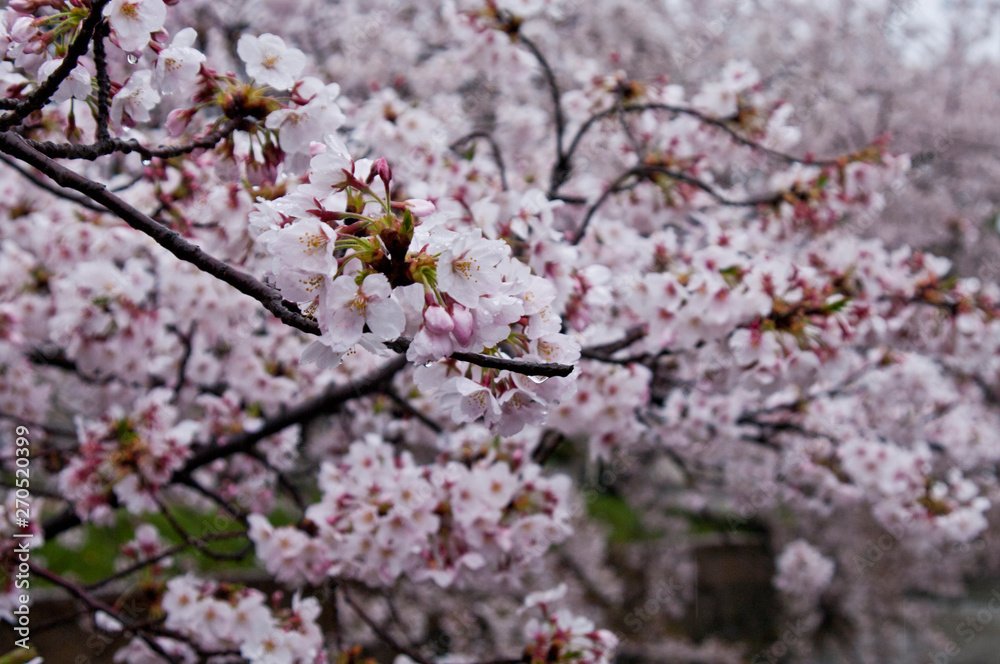 Cherry blossoms along the river.