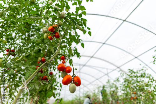 Tomato cultivation in green...