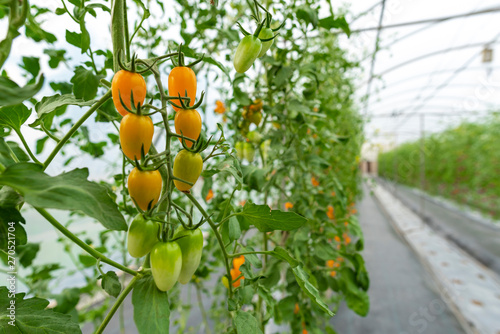 Tomato cultivation in green...