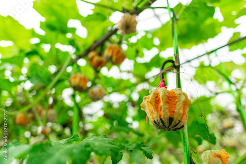 Planting fantasy pumpkin in...