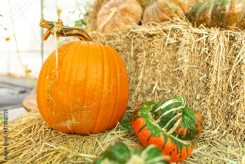 Planting fantasy pumpkin in...