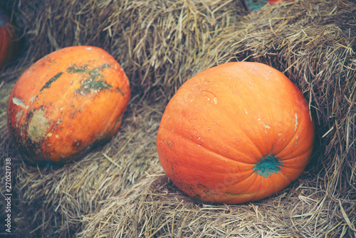 Giant Pumpkin Cultivated fr...