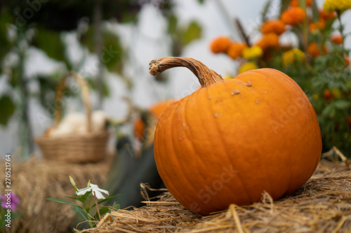 Pumpkins that are cultivate...
