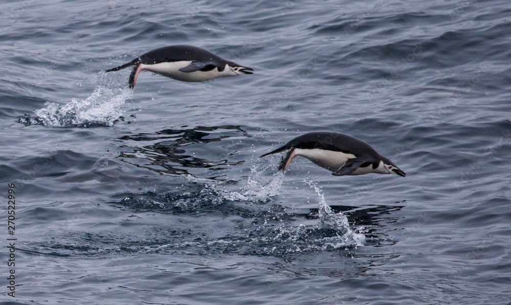 Obraz premium Chinstrap Penguins Jumping on Water