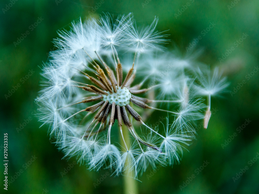 Fototapeta premium dent de lion