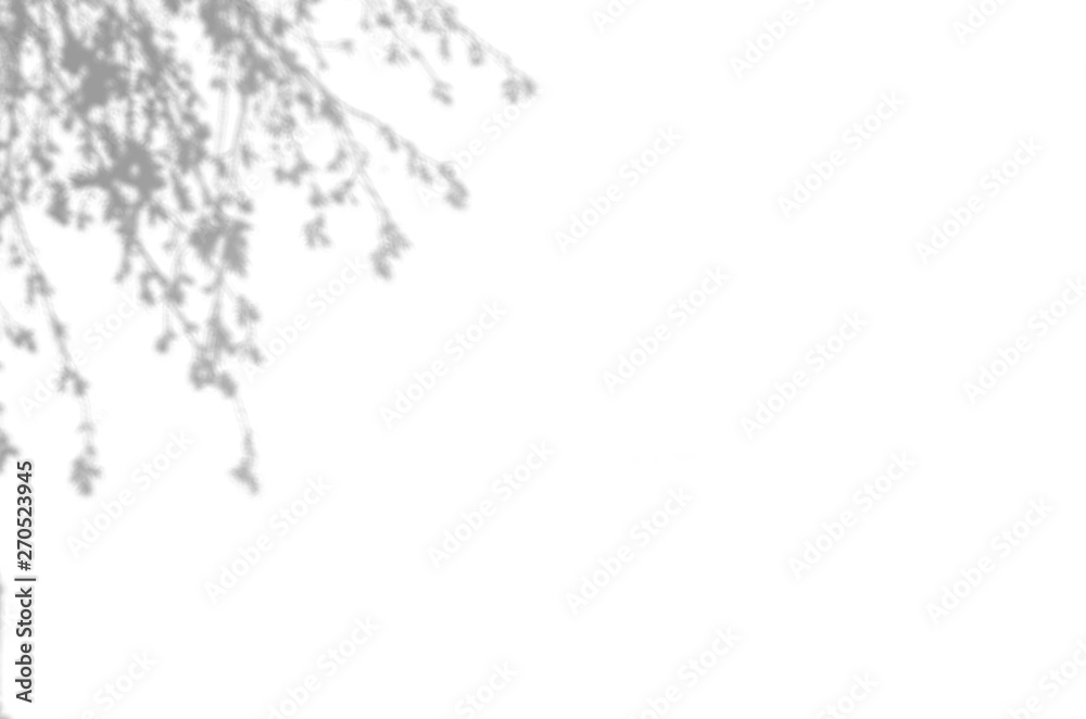 Summer background of shadows branch leaves on a white wall. White and Black for overlaying a photo or mockup Summer background of shadows branch leaves on a white wall. White and Black for overlaying a photo or mockup