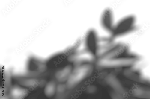 Summer background of shadows branch leaves on a white wall. White and Black for overlaying a photo or mockup
