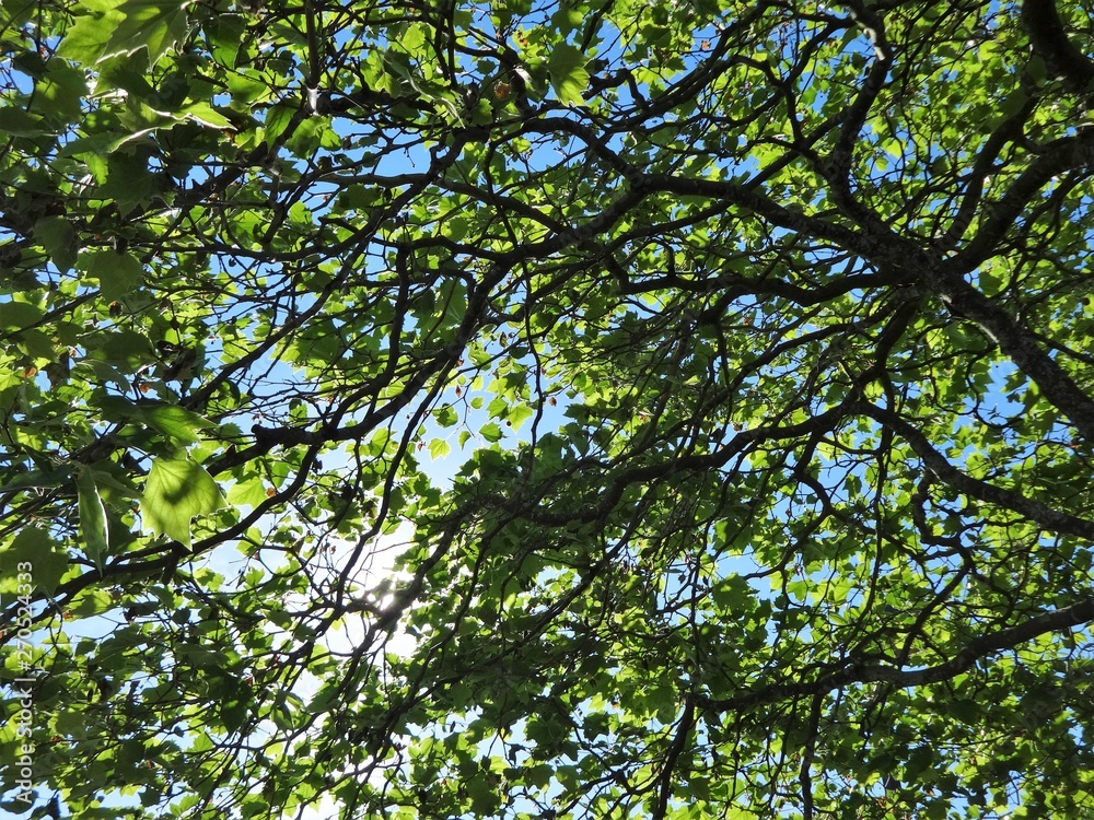 Morning sun shining brightly through tree branches in early summer Morning sun shining brightly through tree branches in early summer