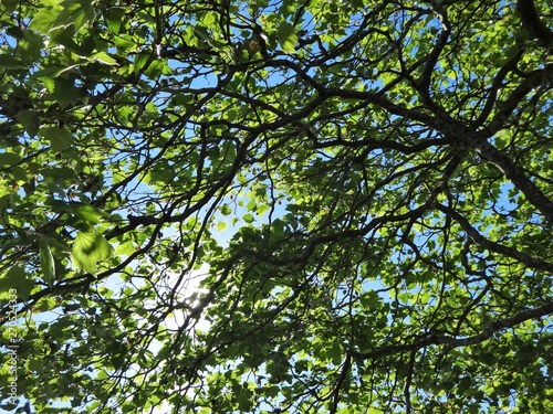Fototapeta Naklejka Na Ścianę i Meble -  Morning sun shining brightly through tree branches in early summer