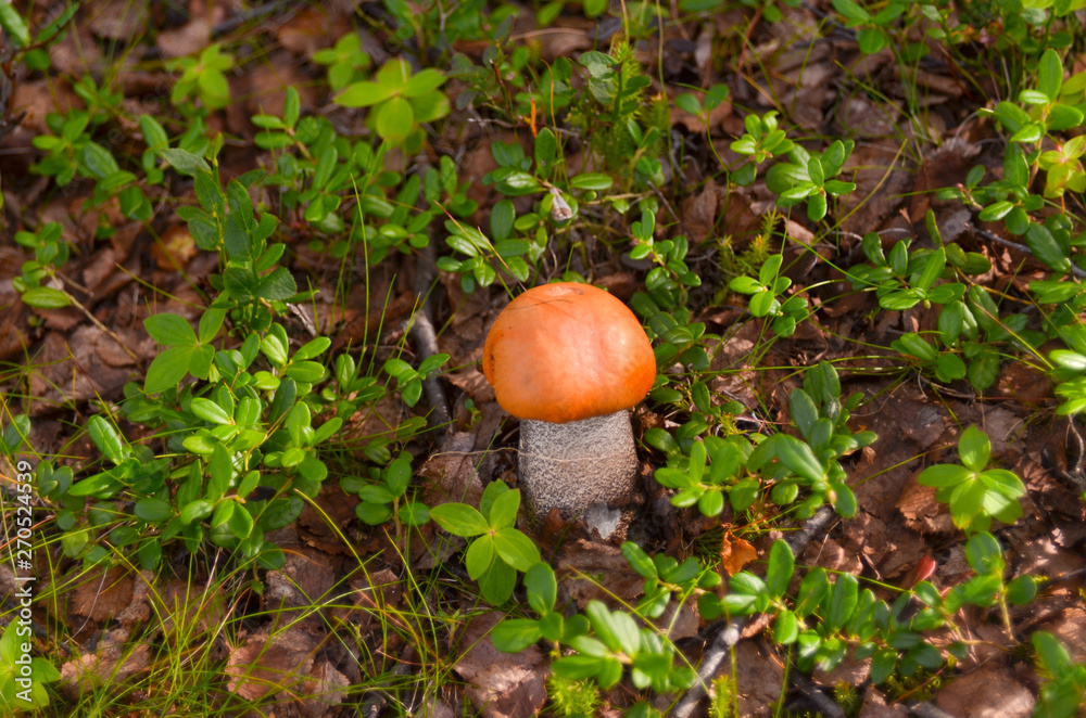 mushrooms aspen mushrooms in the autumn tundra forest. mushrooms aspen mushrooms in the autumn tundra forest.