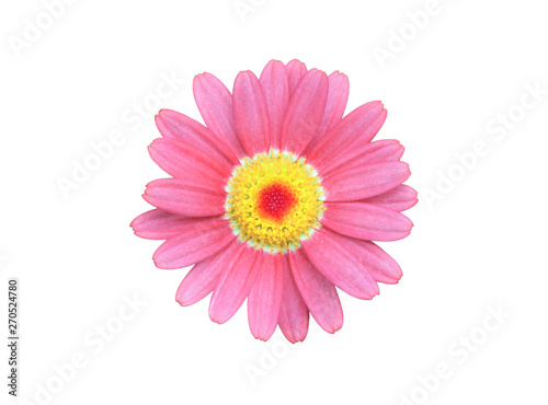 Fototapeta Naklejka Na Ścianę i Meble -  Flower of pink daisy isolated on white background
