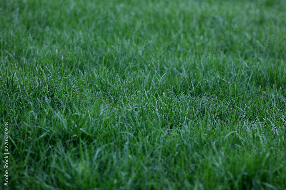 natural background of green lawn