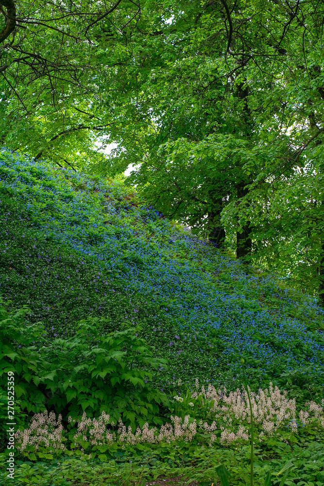 Obraz premium Blooming mountainside on the background of a large tree