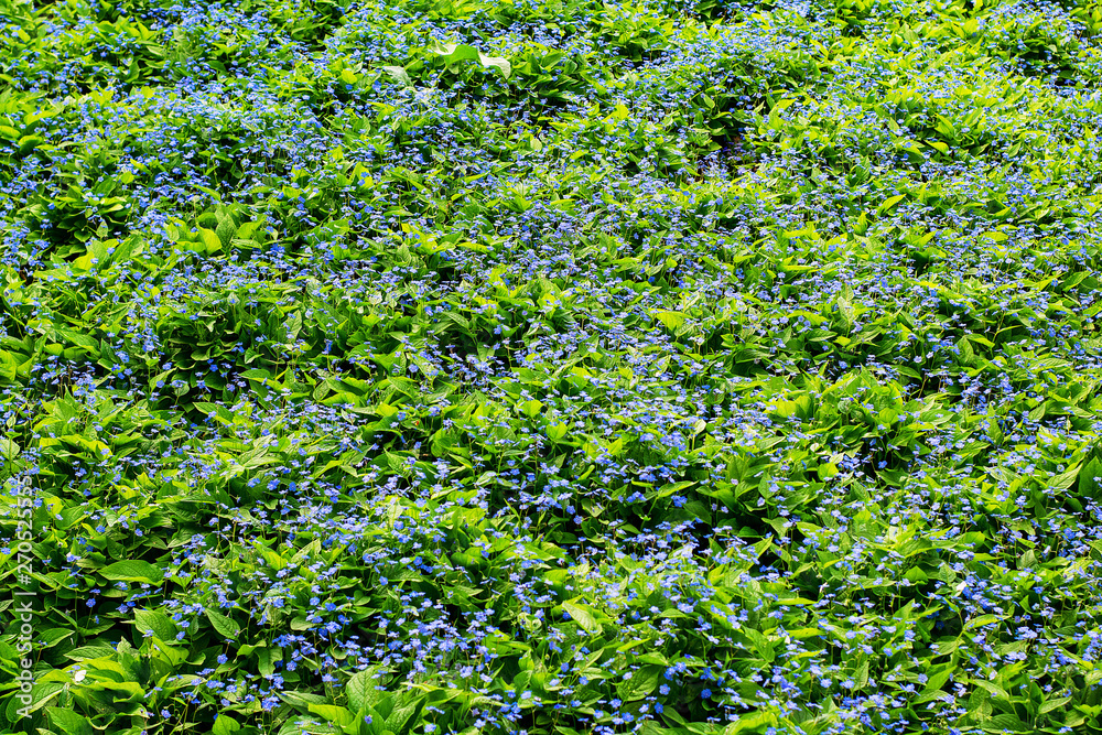 a background picture full of blue flowers