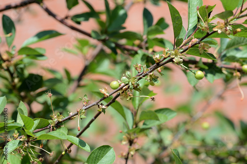 Unripe green cherry berries on a branch in the garden