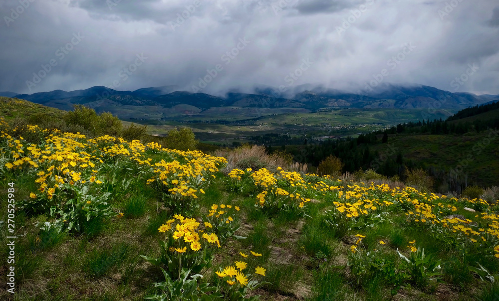 Arnica blossoms on the hill above Winthrop. Sun Mountain Lodge in North Cascades. Washington. United States of America