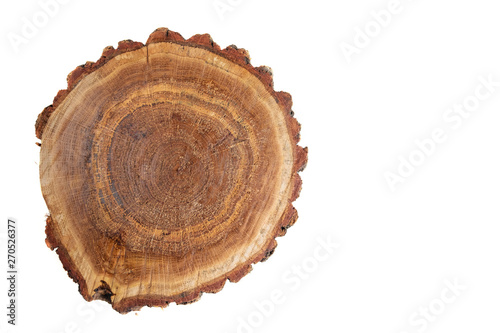 oak stump on white background isolated