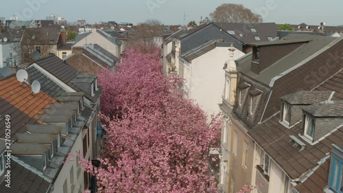 Drone / Aerial drone shot of the Kirschbluete Cherry Blossom in the Heerstraße Heerstreet Breitestraße Bonn 25p photo