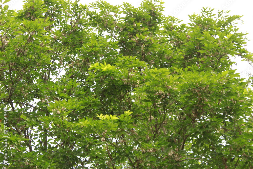 Fototapeta premium green leaves of a tree