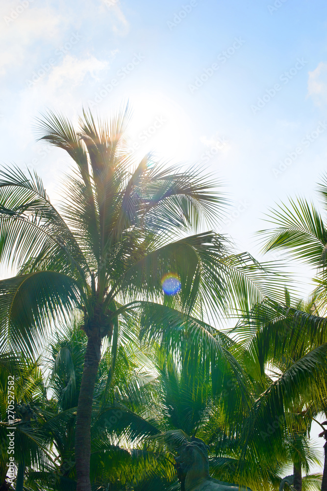 Coconut palm tree leaves with blue sky, tropical palms at sunny summer day. Free copy space.