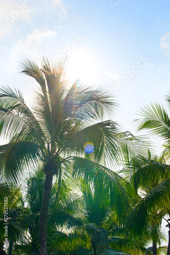 Coconut palm tree leaves with blue sky  tropical palms at sunny summer day. Free copy space.