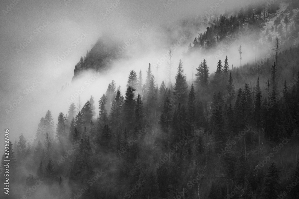 Fototapeta premium Gęsta mgła pokrywająca wiecznie zielony las