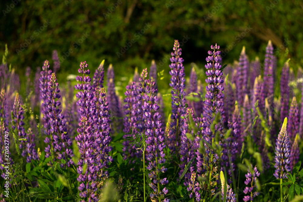 Purple lupins in a field against a background of trees of the forest. Glade of spring flowers. Beautiful background Purple lupins in a field against a background of trees of the forest. Glade of spring flowers. Beautiful background