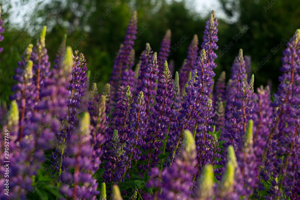 Purple lupins in a field against a background of trees of the forest. Glade of spring flowers. Beautiful background Purple lupins in a field against a background of trees of the forest. Glade of spring flowers. Beautiful background