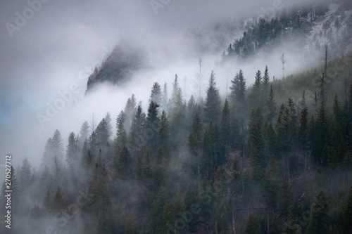 Dense Fog Covering an Evergreen Forest © done4today