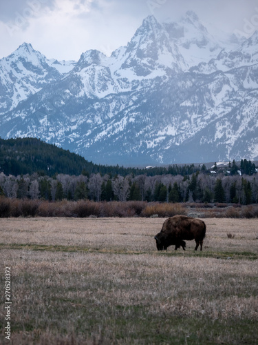 Buffalo Grazing with Grand Teton Mountains in the Background