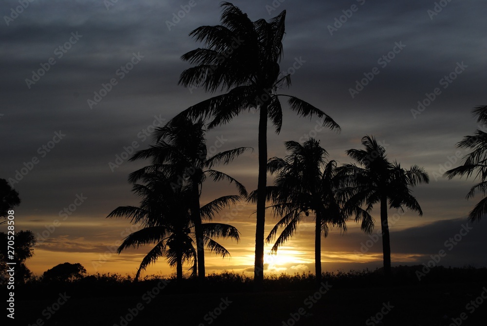 Beautiful dark silhouette of coconut trees at sunset by the beach 