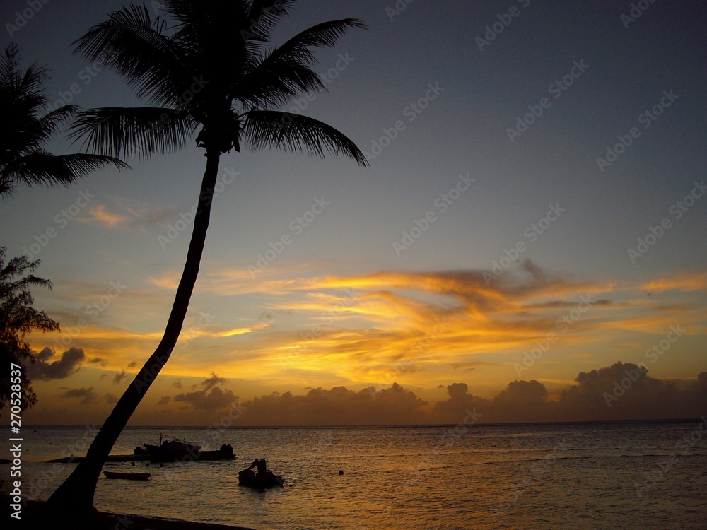 Tall coconut tree by the beach with boats docked in the water at sunset in a tropical island