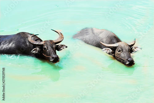  Buffalo soaked in water © jan nakhonkae