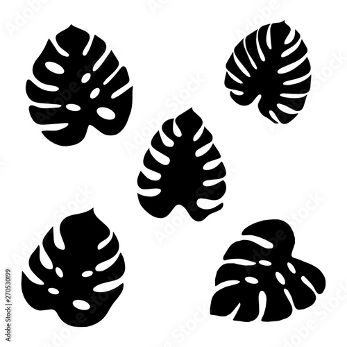 Set of Mostera Leaves on the white background. Mostera Leaves silhouette . Vector EPS 10.