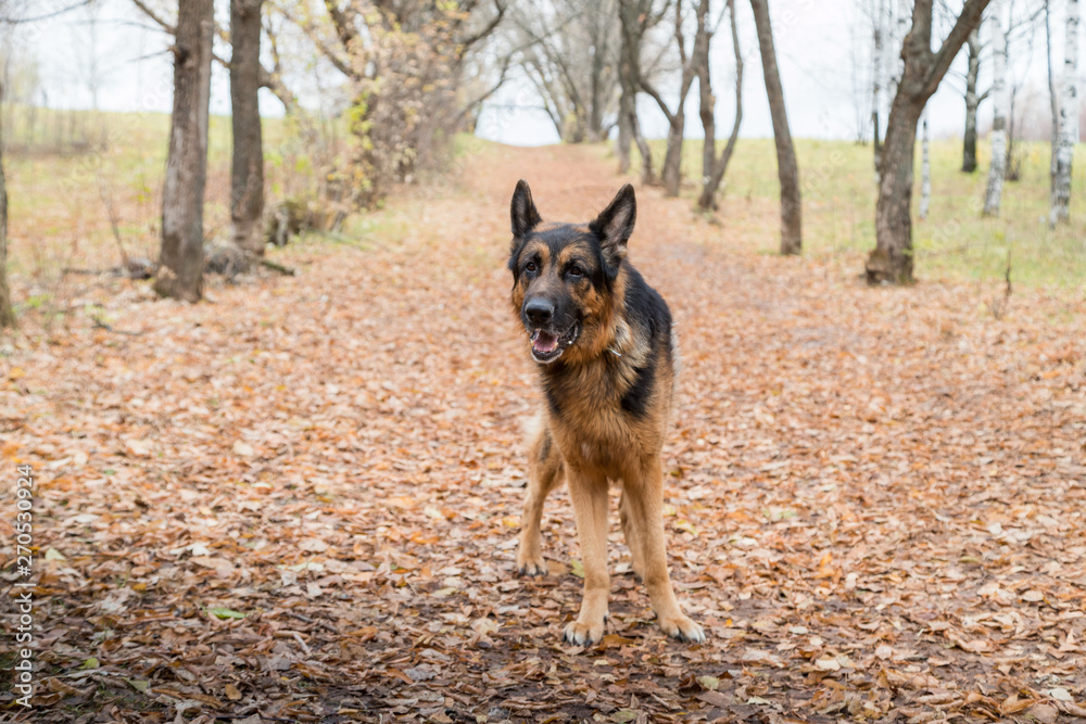 Dog German Shepherd outdoors in an autumn