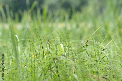 Green sedge on the background of trees and water close-up. Natural background