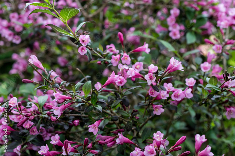 Dark Pink Weigela - beautiful flowering plant in the garden