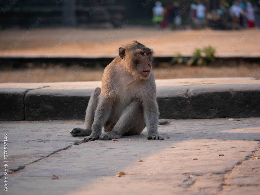 Macaque Monkey at Angkor Wat Temple, Cambodia