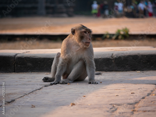 Macaque Monkey at Angkor Wat Temple  Cambodia