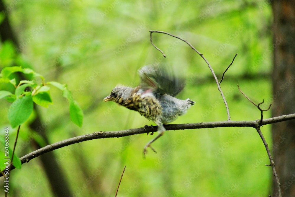 Fototapeta premium Chick-fledglings of the thrush on a branch of larch. Young mistle thrush stood for masking.