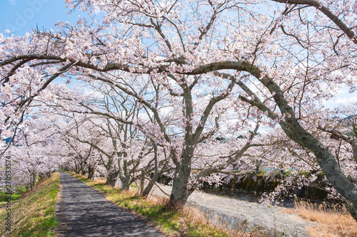 京都府和束町の桜のある風景 祝橋