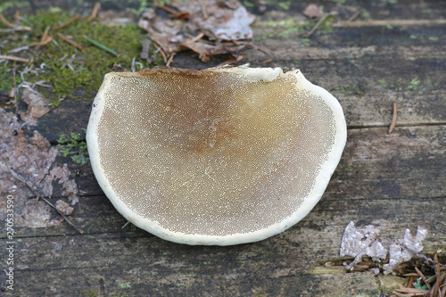 Fomitopsis pinicola, known as the red belt conk or red-belted bracket fungus photo