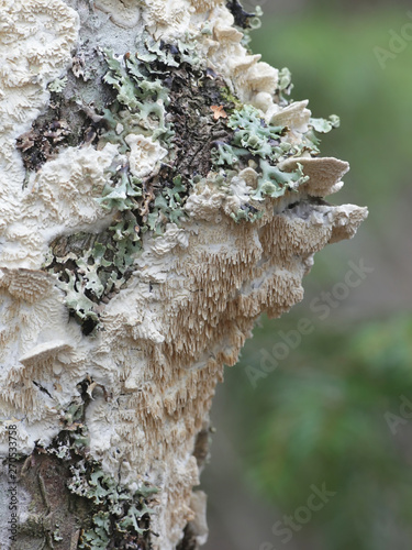 rpex lacteus, known as the Milk-white Toothed Polypore, studied for biofuel production photo