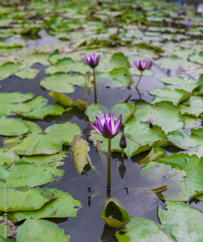 Pink lotus flot on the river gardent Pink lotus flot on the river gardent