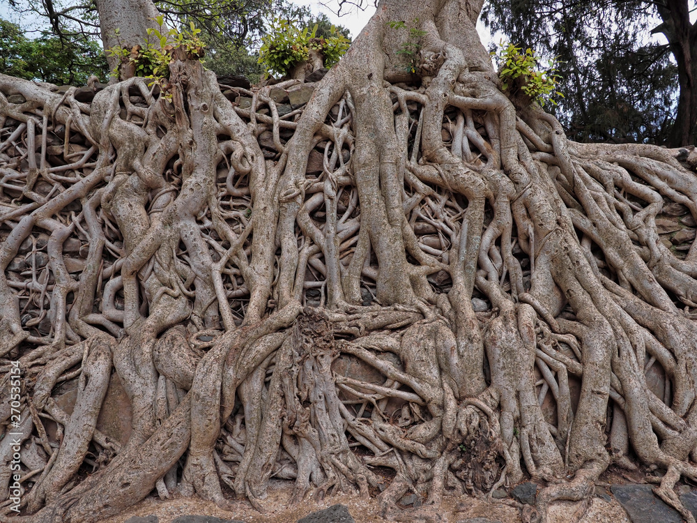 Gondar, Ethiopia, Fasil Ides Bath, a tangle of massive trunks in a drained pool