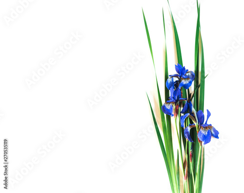 Blue Irises xiphium on white background. Top view  flat lay. Holiday greeting card for Valentine s Day  Woman s Day  and Mother s Day.