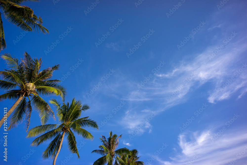 Coconut palm tree with blue sky for background