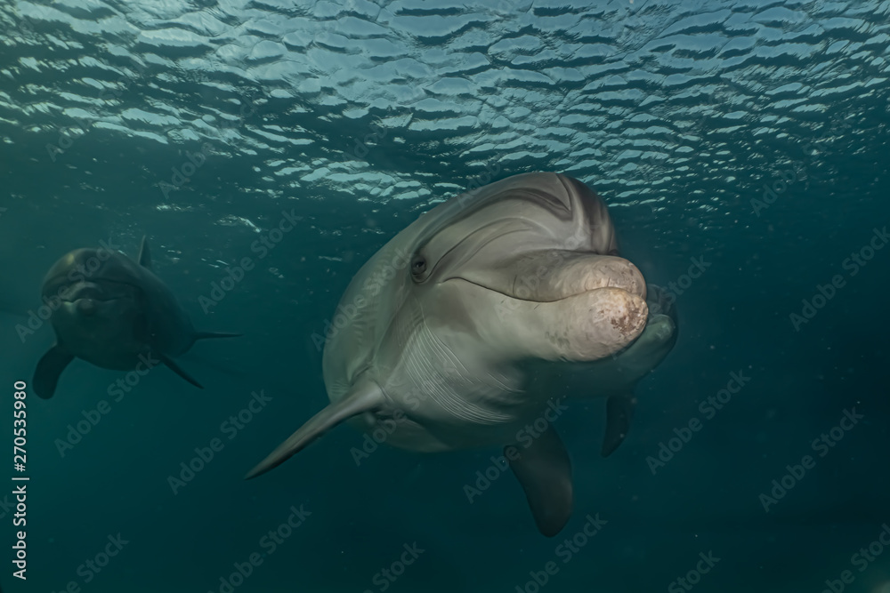 Obraz premium Dolphin swimming with divers in the Red Sea, Eilat Israel