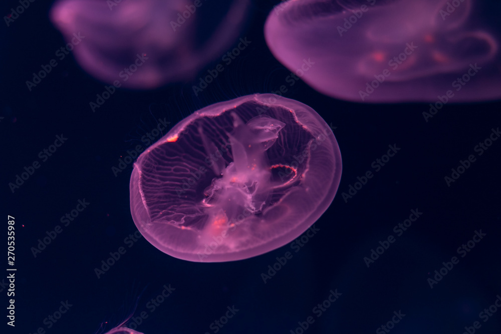 Obraz premium Close-up Jellyfish, Medusa in fish tank with neon light. Jellyfish is free-swimming marine coelenterate with a jellylike bell- or saucer-shaped body that is typically transparent.