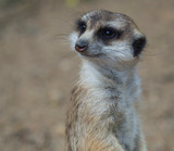 Close up portrait of meerkat or suricate, Suricata suricatta looking to the camera, selective focus, copy space for text